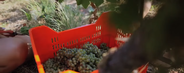 I viticoltori utilizzano cassette forate per la raccolta delle uve.