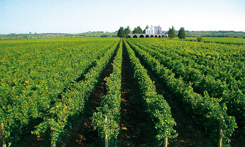 Vigneti di Primitivo, tipico vitigno salentino.